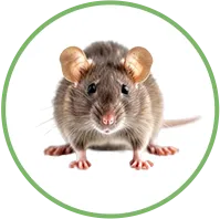 Rato - Dedetizadora RJ // Empresa de Dedetização e Desratização no RJ Rato - Dedetizadora RJ // Empresa de Dedetização e Desratização no RJ